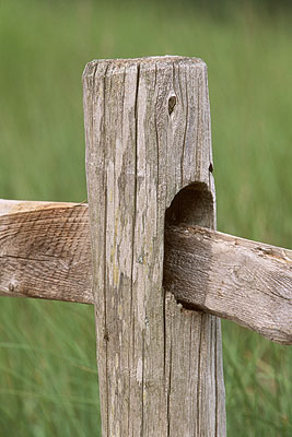 [Image: Fence%20Post.jpg]